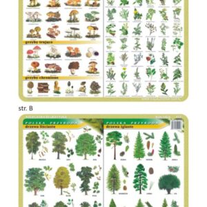 Grzyby, rośliny lecznicze i zioła, drzewa liściaste i iglaste - Podkładka edukacyjna na biurko