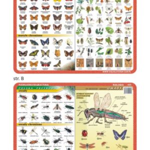 Motyle, owady, anatomia owadów - Podkładka edukacyjna na biurko