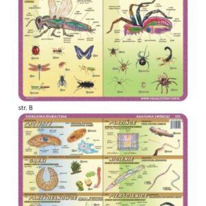 Anatomia owady, pajęczaki, protisty, gąbki - Podkładka edukacyjna na biurko