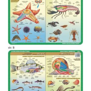 Anatomia: szkarłupnie, stawonogi, ryby, mięczaki - Podkładka edukacyjna na biurko