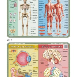 Szkielet, mięśnie, zmysły i mózg człowieka - Podkładka edukacyjna na biurko