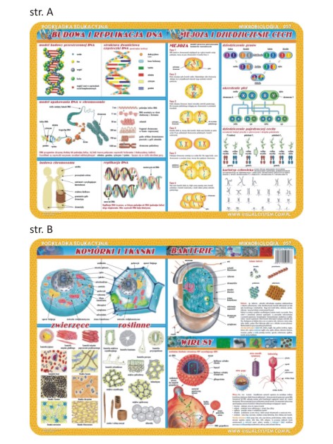Budowa i replikacje DNA, mejoza, komórki i tkanki - Podkładka edukacyjna na biurko