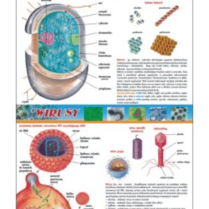 Bakterie i wirusy – Tablica edukacyjna 70x100 cm