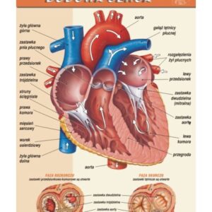 Budowa serca – budowa anatomiczna – Tablica edukacyjna 70x100 cm