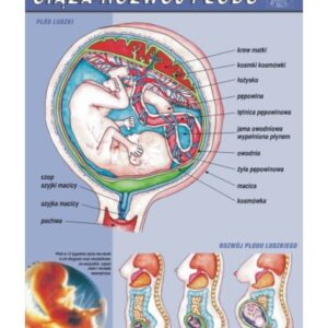 Ciąża i rozwój płodu – budowa anatomiczna – Tablica edukacyjna 70x100 cm