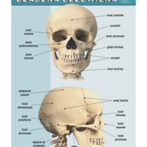 Czaszka człowieka – budowa anatomiczna – Tablica edukacyjna 70x100 cm