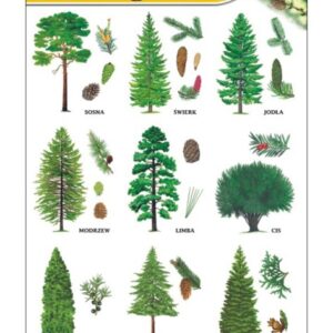 Drzewa liglaste – Tablica edukacyjna 70x100 cm