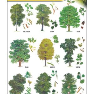 Drzewa liściaste – Tablica edukacyjna 70x100 cm