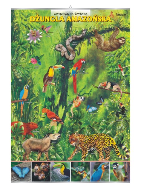 Dżungla amazońska – zwierzęta w środowisku – Tablica edukacyjna 70x100 cm
