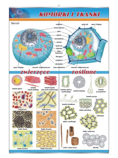 Komórki i tkanki: zwierzęce i roślinne – Tablica edukacyjna 70x100 cm