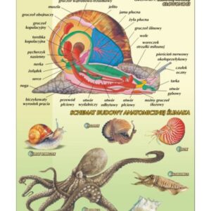 Mięczaki – budowa anatomiczna – Tablica edukacyjna 70x100 cm