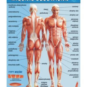 Mięśnie człowieka – budowa anatomiczna – Tablica edukacyjna 70x100 cm