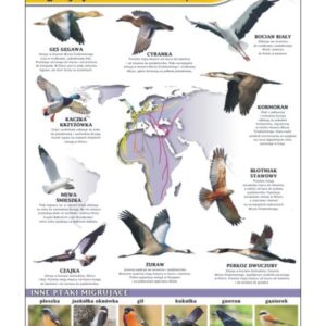 Migracje ptaków – Tablica edukacyjna 70x100 cm