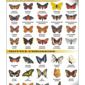 Motyle – Tablica edukacyjna 70x100 cm
