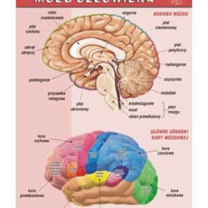 Mózg człowieka – budowa anatomiczna – Tablica edukacyjna 70x100 cm