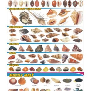 Muszle ślimaków i małż – Tablica edukacyjna 70x100 cm