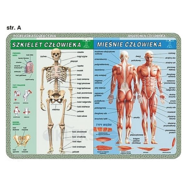 Anatomia Człowieka - Podkładka edukacyjna na biurko