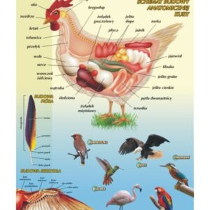 Ptaki – budowa anatomiczna – budowa anatomiczna – Tablica edukacyjna 70x100 cm