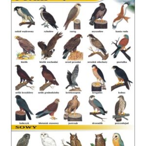 Ptaki drapieżne i sowy – Tablica edukacyjna 70x100 cm