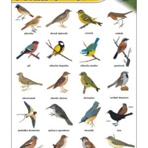 Ptaki śpiewające – Tablica edukacyjna 70x100 cm