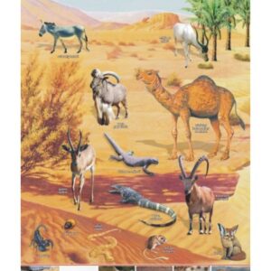 Pustynia Sahara – zwierzęta w środowisku – Tablica edukacyjna 70x100 cm