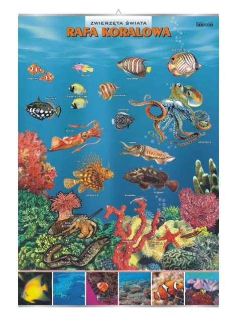 Rafa koralowa – zwierzęta w środowisku – Tablica edukacyjna 70x100 cm