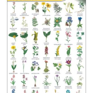 Rośliny chronione – Tablica edukacyjna 70x100 cm
