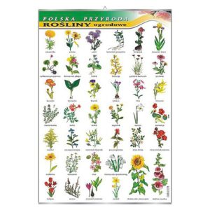 Rośliny ogrodowe – Tablica edukacyjna 70x100 cm