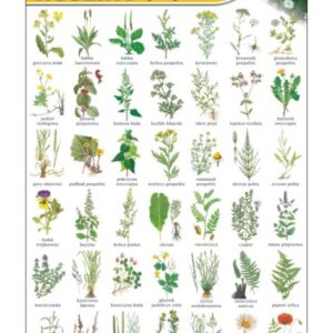 Rośliny pospolite – Tablica edukacyjna 70x100 cm