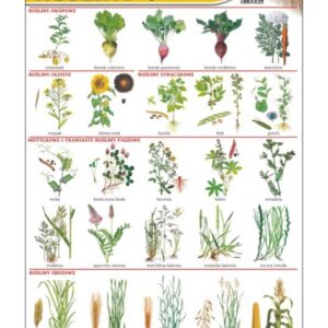 Rośliny uprawne – Tablica edukacyjna 70x100 cm