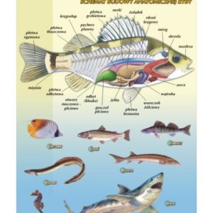 Ryby – budowa anatomiczna – Tablica edukacyjna 70x100 cm