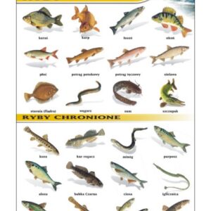 Ryby – Tablica edukacyjna 70x100 cm