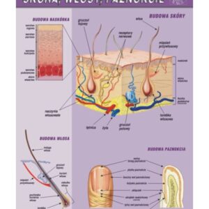 Skóra włosy paznokcie – budowa anatomiczna – Tablica edukacyjna 70x100 cm