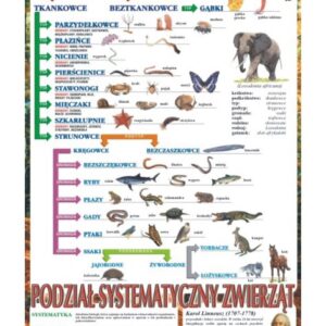 Systematyka królestwa zwierząt – Tablica edukacyjna 70x100 cm
