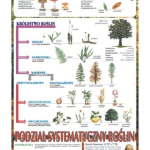 Systematyka roślin – Tablica edukacyjna 70x100 cm