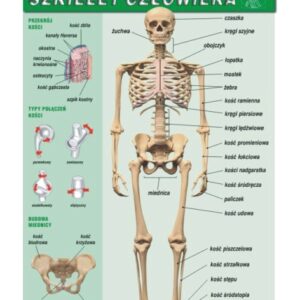 Szkielet człowieka – Tablica edukacyjna 70x100 cm