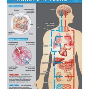Transport tlenu – budowa anatomiczna – Tablica edukacyjna 70x100 cm