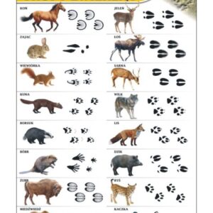 Tropy zwierząt – Tablica edukacyjna 70x100 cm