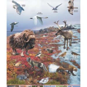 Tundra- zwierzęta w środowisku – Tablica edukacyjna 70x100 cm