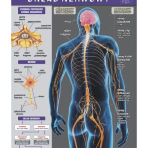 Układ nerwowy – budowa anatomiczna – Tablica edukacyjna 70x100 cm