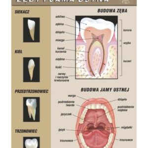 Zęby i jama ustna – budowa anatomiczna – Tablica edukacyjna 70x100 cm