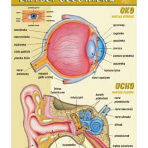 Zmysły człowieka: ucho oko – budowa anatomiczna – Tablica edukacyjna 70x100 cm